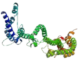 Pericentrin (PCNT)