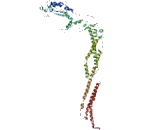 Pericentriolar Material 1 (PCM1)