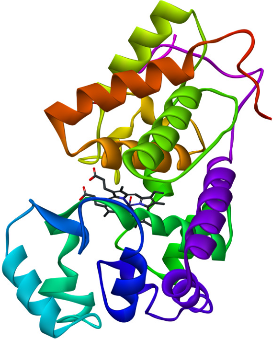 Peroxidase (HRP)