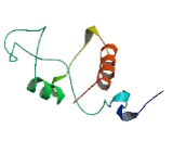 Peroxidasin Homolog (PXDN)