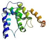 Peroxisomal Biogenesis Factor 11 Alpha (PEX11a)