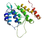 Peroxisomal Biogenesis Factor 11 Beta (PEX11b)