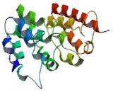 Peroxisomal Biogenesis Factor 11 Gamma (PEX11g)