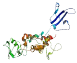 Peroxisomal Biogenesis Factor 16 (PEX16)