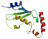 Peroxisomal Biogenesis Factor 4 (PEX4)