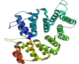 Peroxisomal Biogenesis Factor 5 (PEX5)