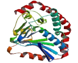 Peroxisomal D3, D2-Enoyl Coenzyme A Isomerase (PECI)