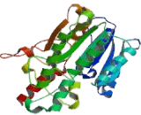 Peroxisomal Trans-2-Enoyl Coenzyme A Reductase (PECR)