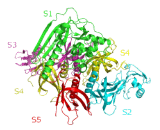 Pertussis Toxin (PT)