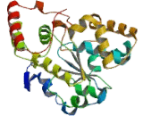 Sulfotransferase 1A1 (SULT1A1)