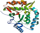 Phenylalanine Hydroxylase (PAH)