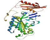 Phenylalanyl tRNA Synthetase 2, Mitochondrial (FARS2)