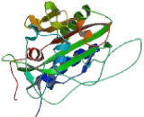 Phenylalanyl tRNA Synthetase Alpha (FARSa)