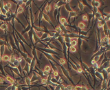 PC12 Phaeochromocytoma Cells (PC12)