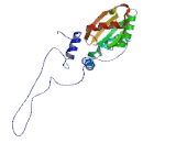 Phosducin Like Protein (PDCL)