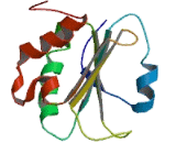 Phosducin Like Protein 2 (PDCL2)