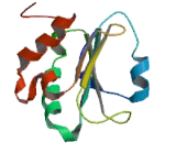 Phosducin Like Protein 3 (PDCL3)