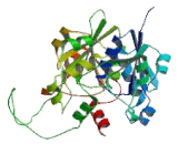 Phosphate Cytidylyltransferase 2, Ethanolamine (PCYT2)