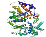 Phosphate Regulating Endopeptidase Homolog, X-Linked (PHEX)