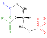 Phosphatidic Acid (PA)