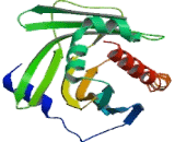 Phosphatidylcholine Transfer Protein (PCTP)