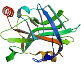 Phosphatidylethanolamine Binding Protein 2 (PEBP2)