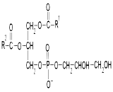 Phosphatidylglycerol (PG)