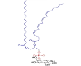 Phosphatidylinositol (PI)