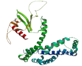 Phosphatidylinositol-3,4,5-Trisphosphate Dependent Rac Exchange Factor 1 (PREX1)