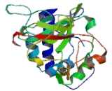 Phosphatidylinositol-4-Phosphate-5-Kinase Type I Gamma (PIP5K1g)