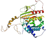 Phosphatidylinositol-5-Phosphate-4-Kinase Type II Beta (PIP4K2b)