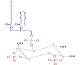 Phosphatidylinositol Bisphosphate (PIP2)