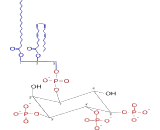 Phosphatidylinositol Trisphosphate (PIP3)