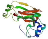 Phosphatidylserine Receptor (PSR)