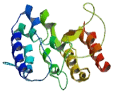 Phosphatidylserine Synthase 1 (PTDSS1)