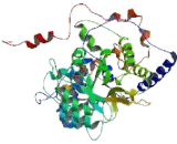 Phosphatidylserine Synthase 2 (PTDSS2)