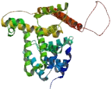 Phosphodiesterase 1B, Calmodulin Dependent (PDE1B)