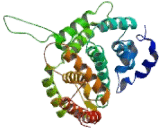 Phosphodiesterase 4C, cAMP Specific (PDE4C)