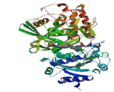 Phosphoenolpyruvate Carboxykinase 1, Soluble (PCK1)