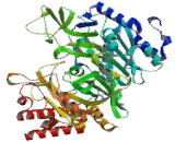 Phosphoenolpyruvate Carboxykinase 2, Mitochondrial (PCK2)