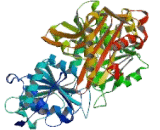 Phosphoglucomutase 1 (PGM1)