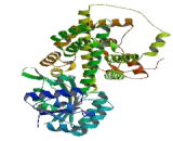 Phosphogluconate Dehydrogenase (PGD)