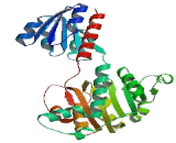 Phosphoglycerate Dehydrogenase (PHGDH)