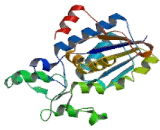 Phosphoglycerate Mutase 1, Brain (PGAM1)