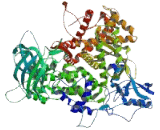 Phosphoinositide-3-Kinase Catalytic Alpha Polypeptide (PIK3Ca)