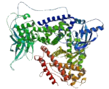 Phosphoinositide-3-Kinase Catalytic Delta Polypeptide (PIK3Cd)