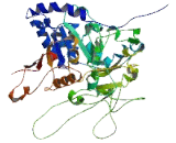 Phospholipase A2, Group IVC (PLA2G4C)