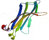 Phospholipase A2, Group IVD (PLA2G4D)