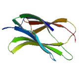 Phospholipase A2, Group IVF (PLA2G4F)