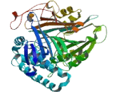 Phospholipase B Domain Containing Protein 1 (PLBD1)